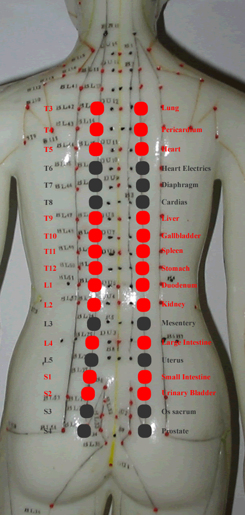 new acquisition in back-shu points anatomy knowledge body pain diagram organs 